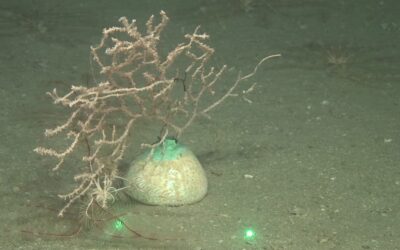 Aprovada la primera llei europea per a la restauració de la natura