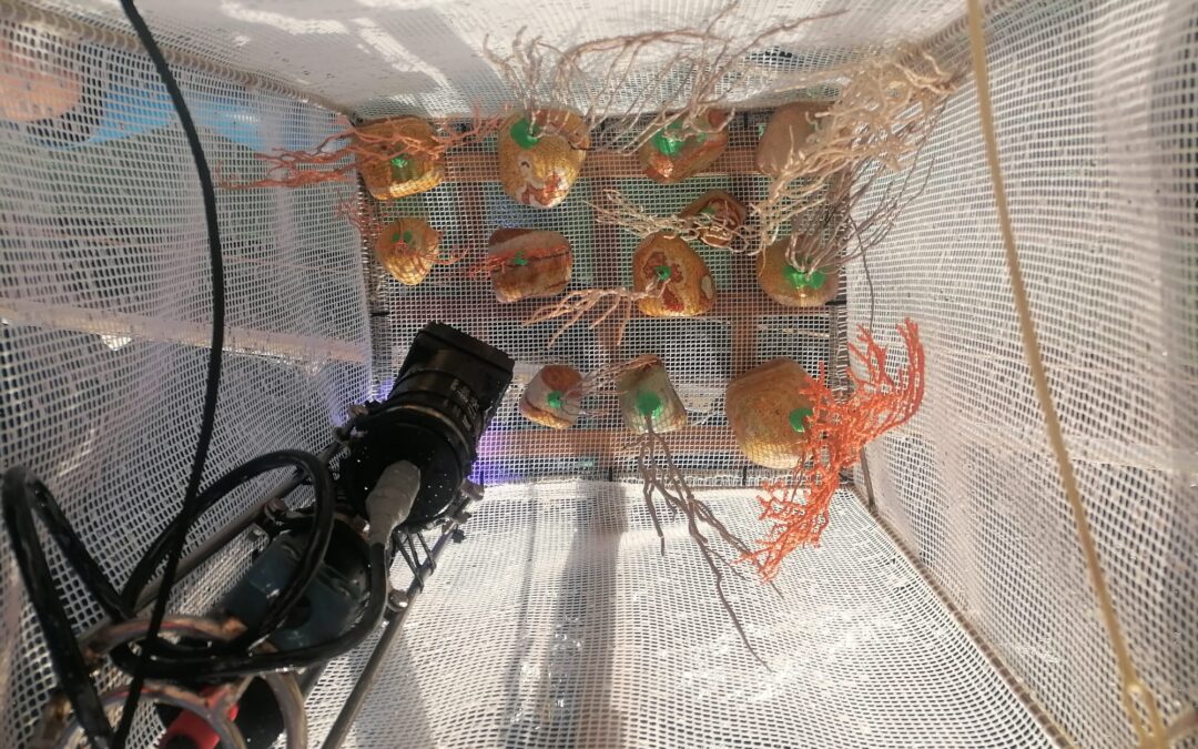 La restauració marina, una gran aliada en la conservació dels ecosistemes