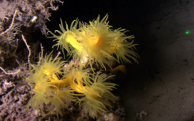 El valor dels animals sèssils en els ecosistemes marins i l’economia