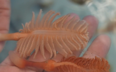 Les espècies recuperades en el projecte LIFE Ecorest. Quines són?